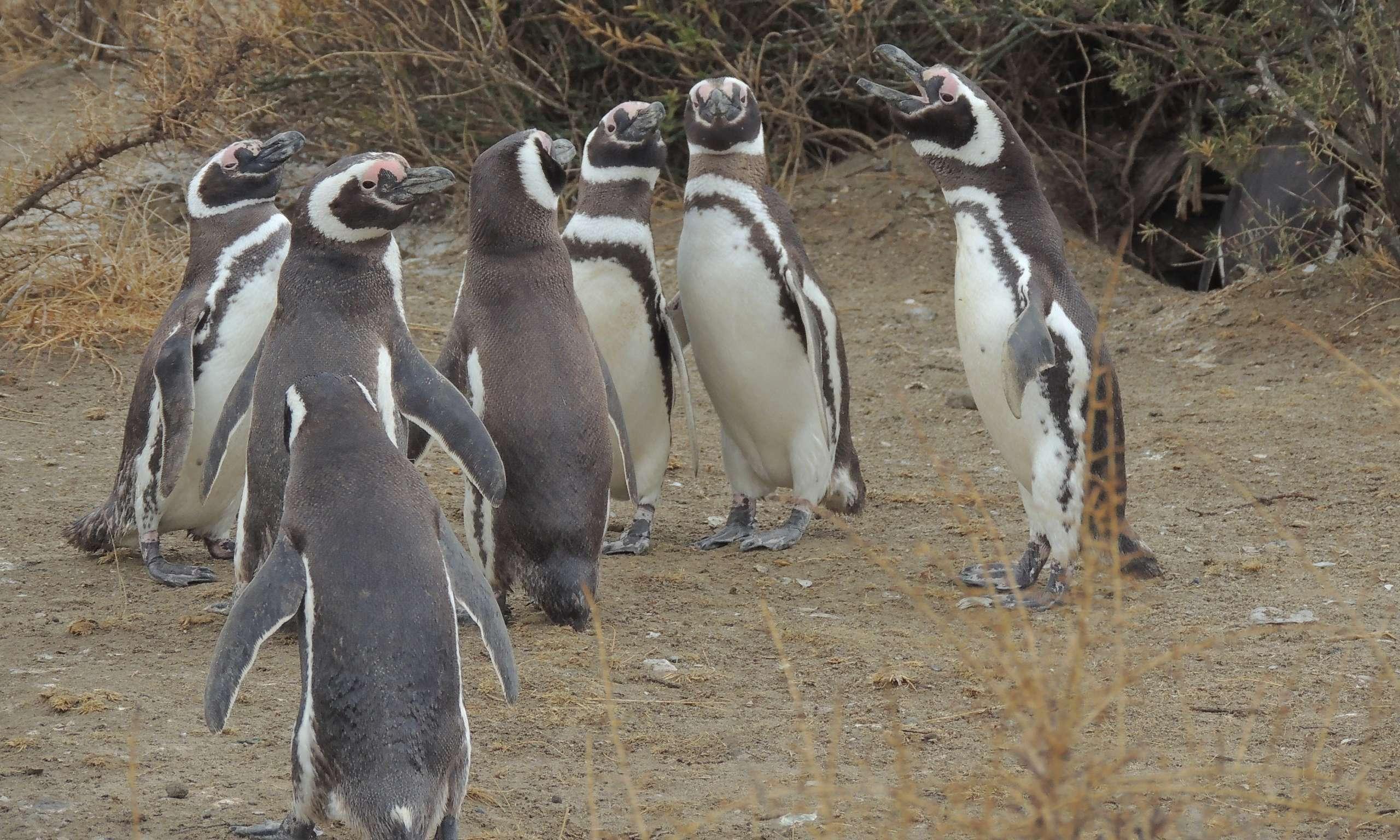 Excursión Punta Tombo