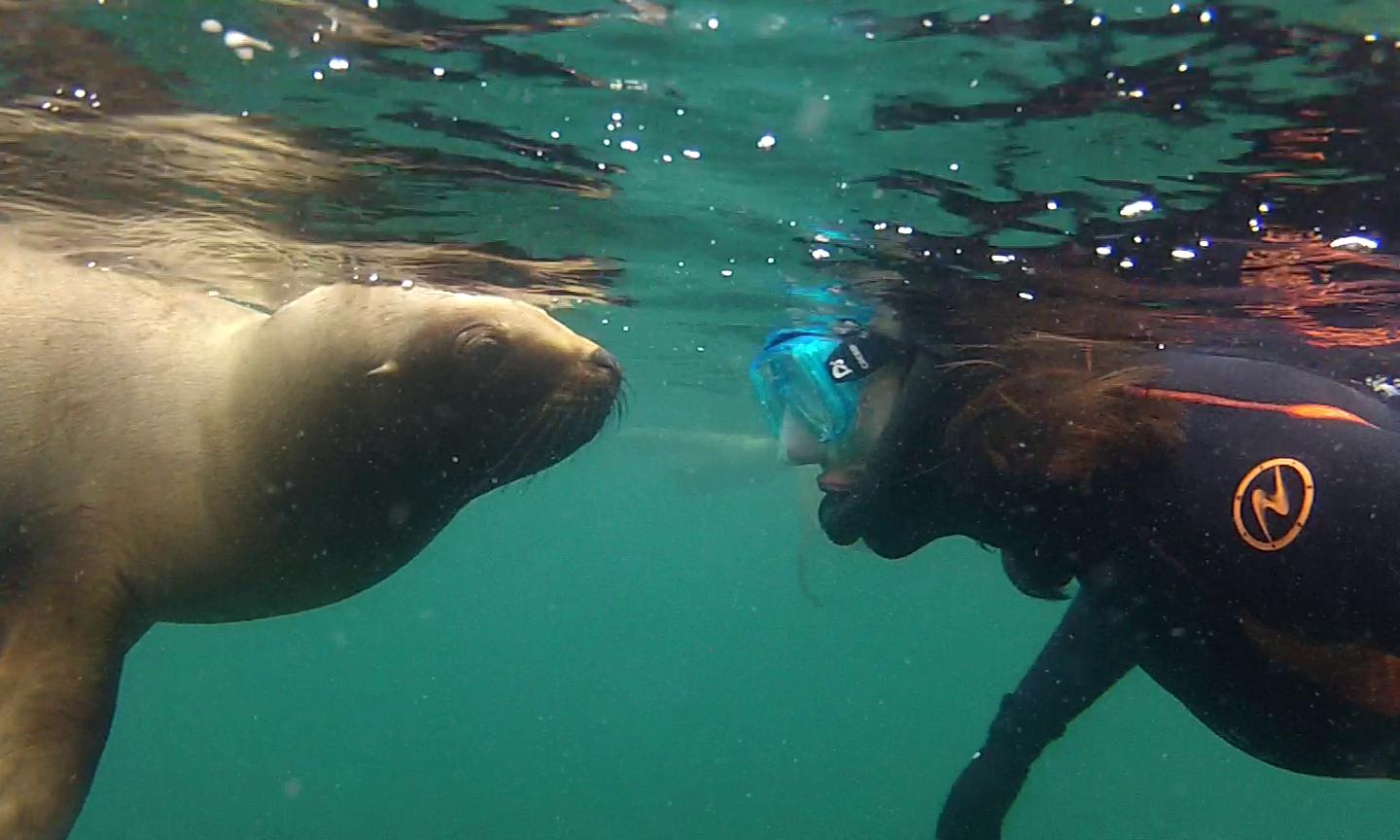 Snorkeling con Lobos Marinos