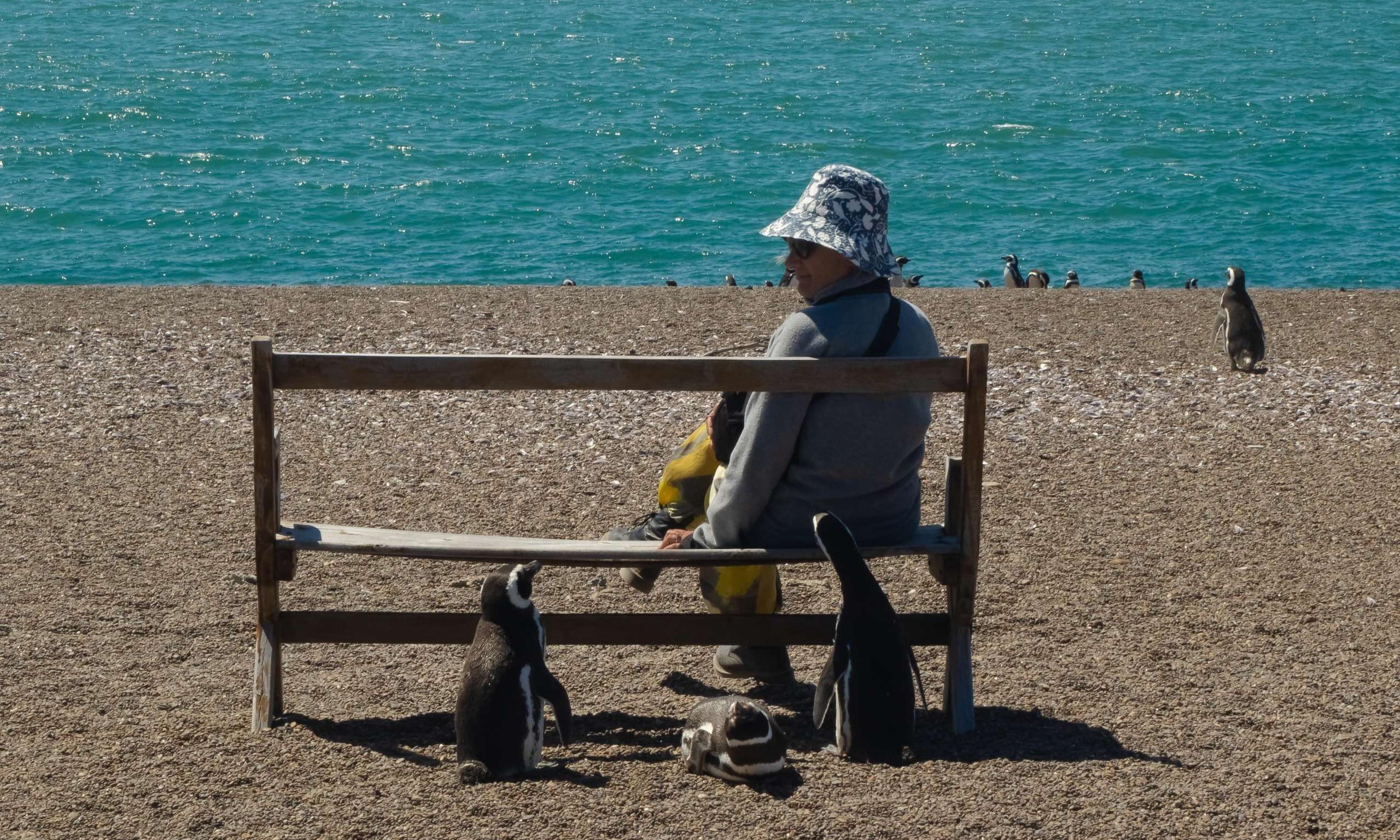 Pingüinos en Estancia San Lorenzo y Ballenas en Puerto Pirámides