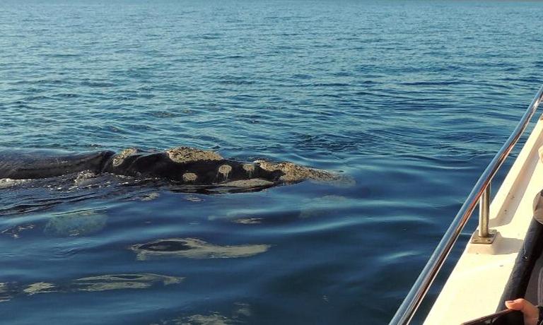 Avistaje embarcado de Ballenas (tradicional)