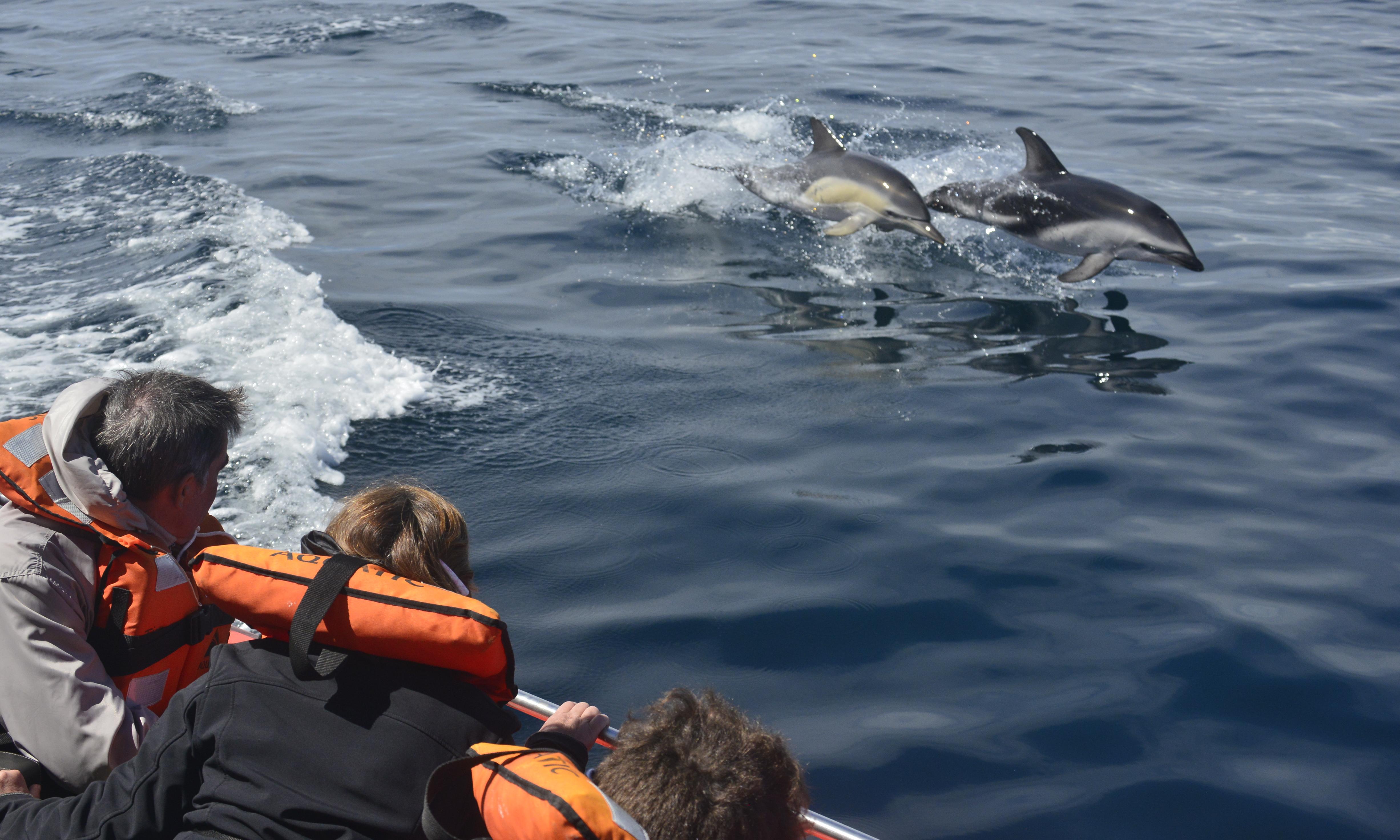 Encuentro con Delfines (navegación) 