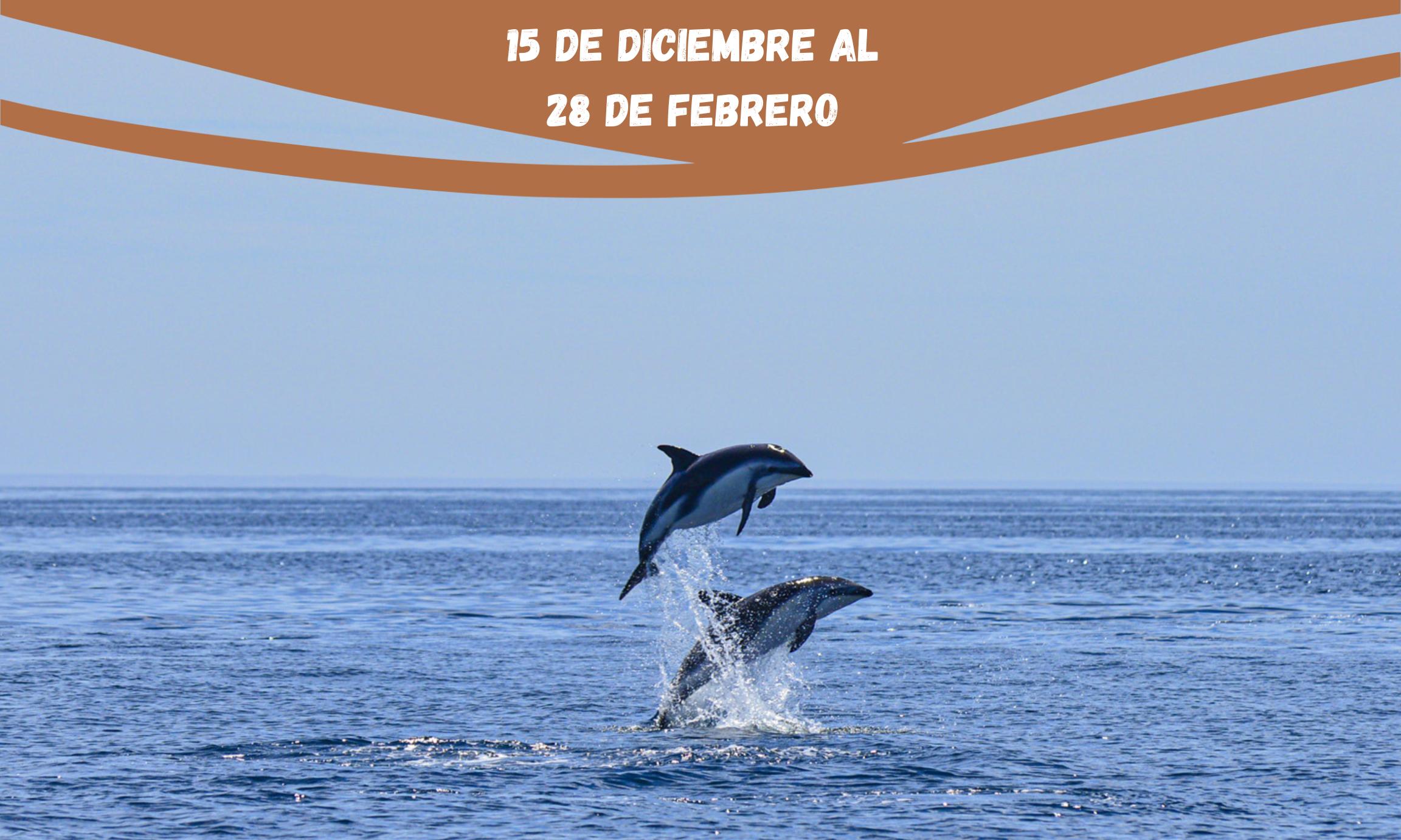 Navegación con Delfines 