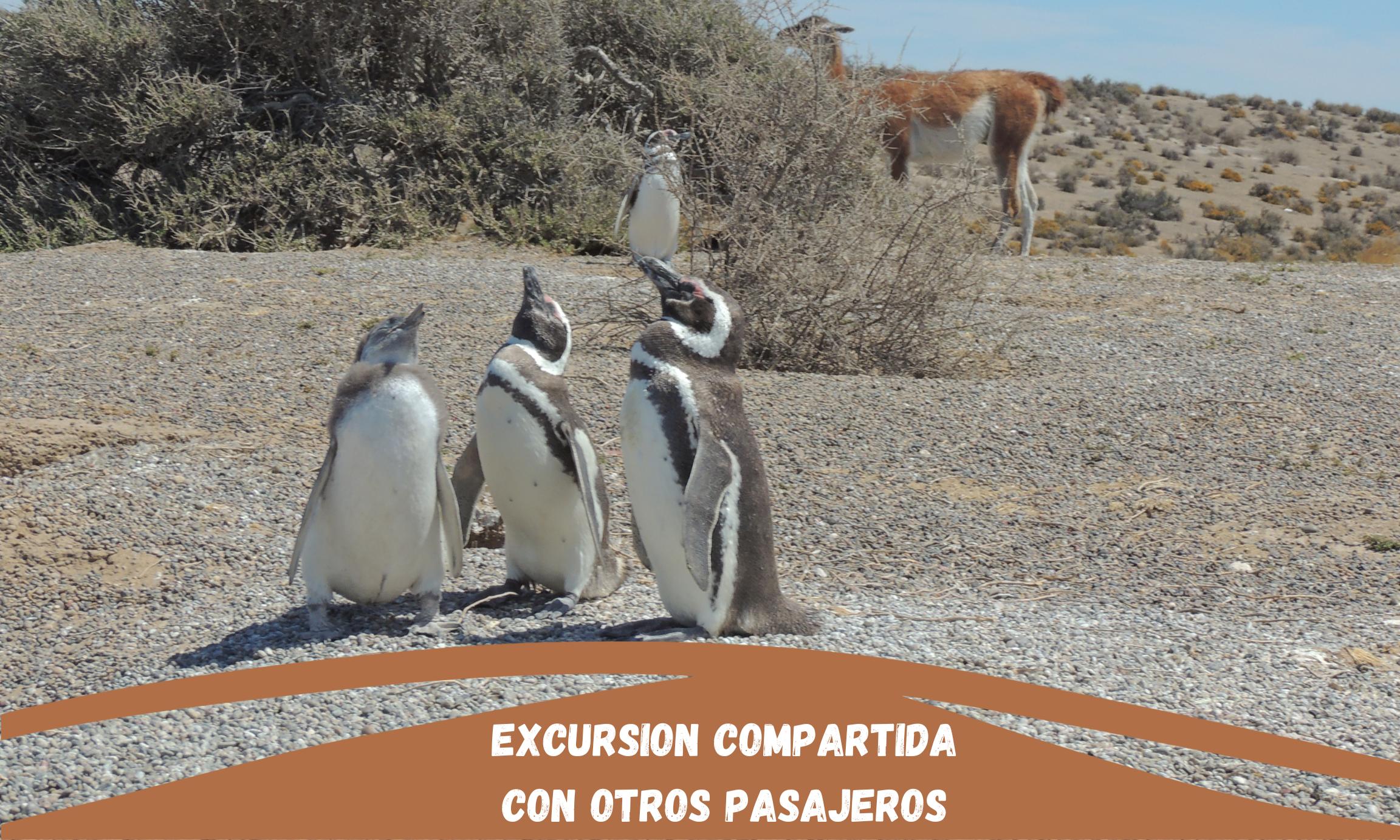 Excursión Punta Tombo y City 