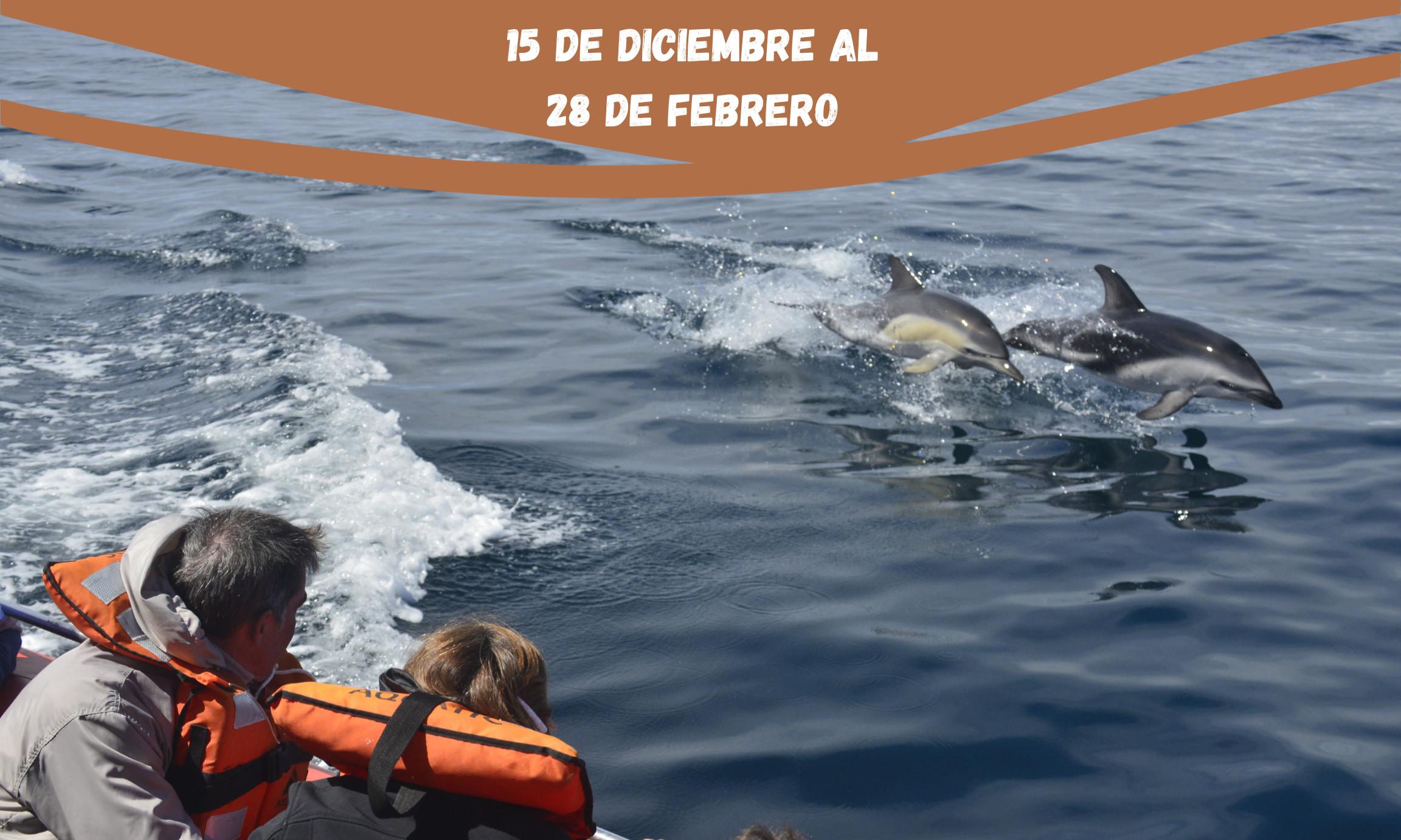 Navegación con Delfines