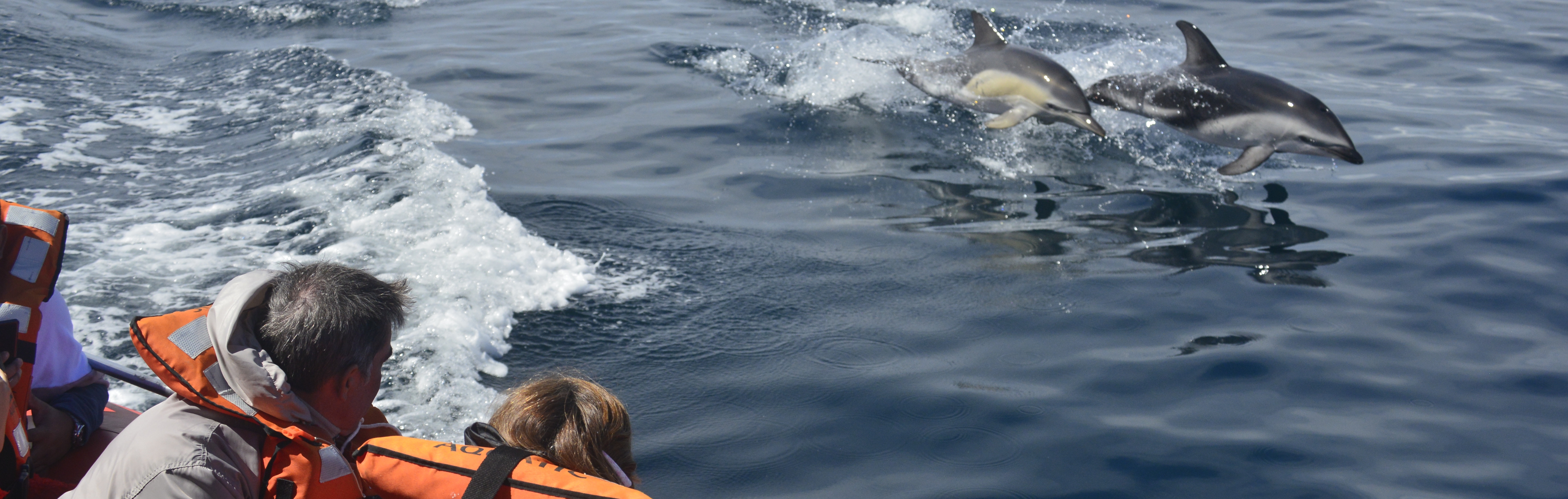 Navegación con Delfines