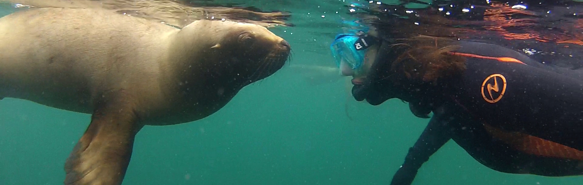 Snorkeling con Lobos Marinos