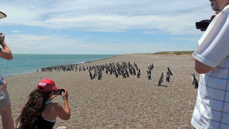 Pingüinos en Estancia San Lorenzo y Ballenas en Puerto Pirámides